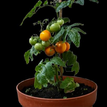 Outdoor Plants