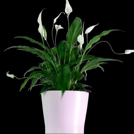 Indoor Plants