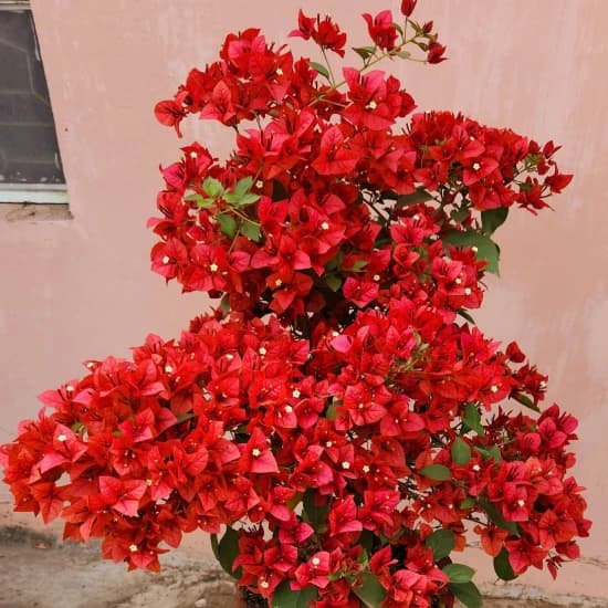 Grexo Brizza Red Bougainvillea